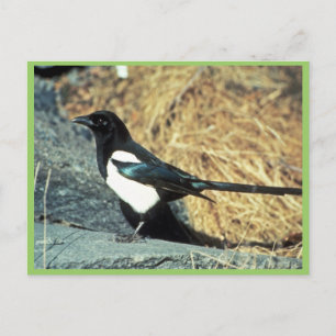 Black-billed magpie stands on rock postcard