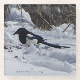 Black Billed Rocky Mountain Magpie glass coaster