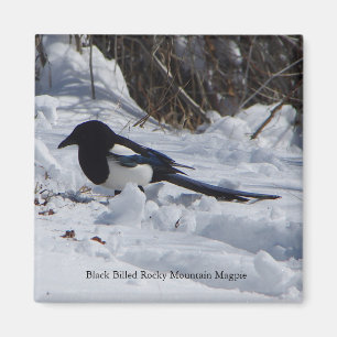 Black Billed Rocky Mountain Magpie magnet
