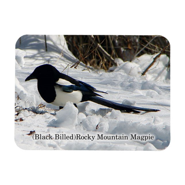 Black Billed Rocky Mountain Magpie magnet (Horizontal)