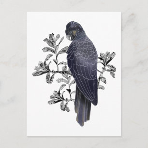 Black bird Australian native Black Cockatoo Postcard