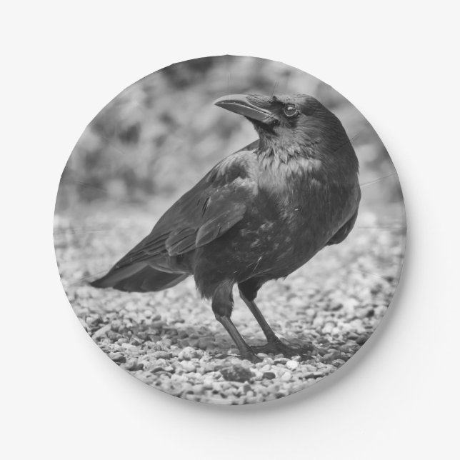 Black bird, crow, on the rocks paper plate (Front)