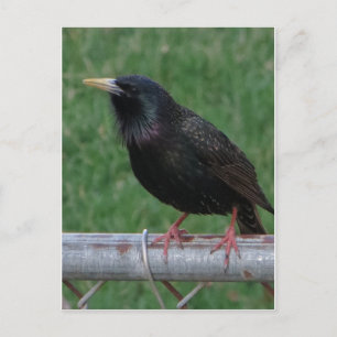 Black Bird Postcard
