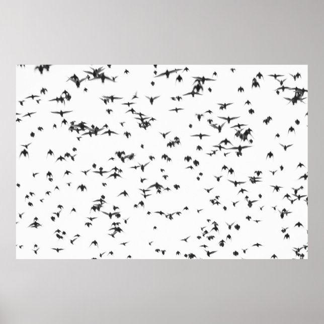 BLACK BIRDS FLYING ON SKY POSTER (Front)
