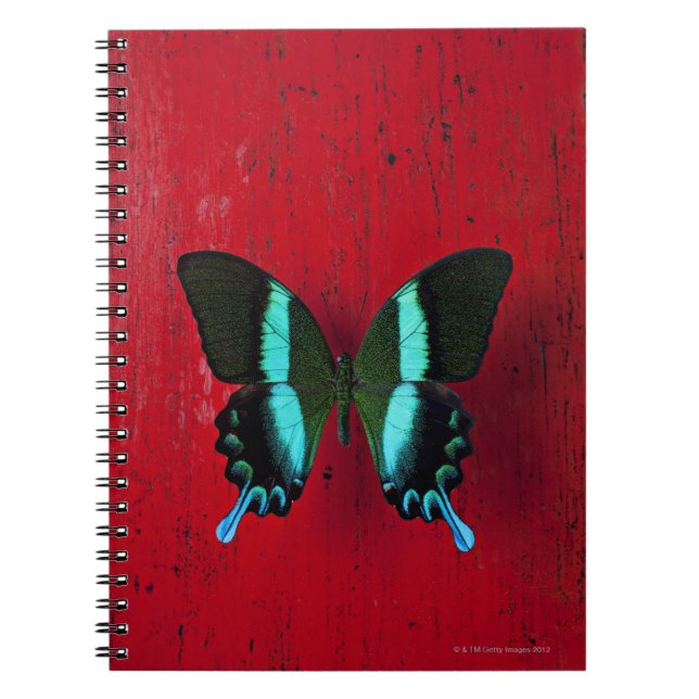 Black & Blue Butterfly Notebook (Front)