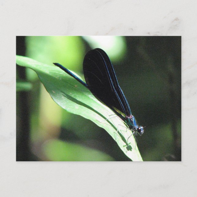 Black & Blue Damselfly Postcard (Front)