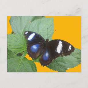 Black, Blue White Spotted Butterfly DIY Postcard