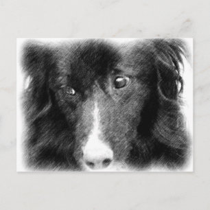 Black Border Collie Animal Art Postcard