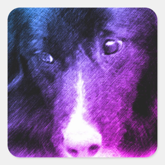 Black Border Collie Animal Art  Square Sticker (Front)