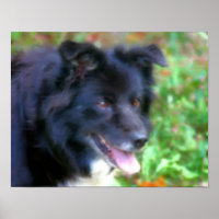 Black Border Collie Dog Art Photo Painting