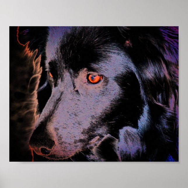 Black Border Collie Dog Face Art Poster (Front)