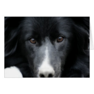 Black Border Collie Face Dog Card
