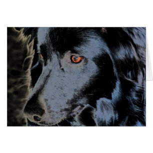 Black Border Collie Face Dog Card