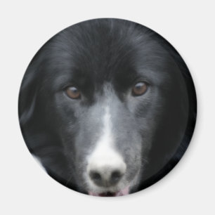 Black Border Collie Face Dog Magnet