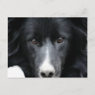 Black Border Collie Face Dog Postcard