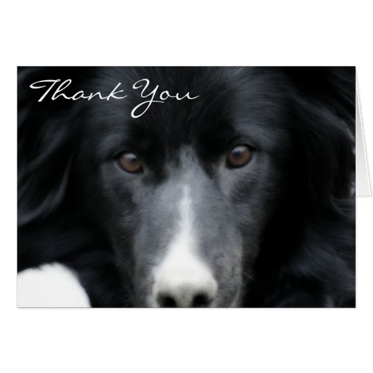 Black Border Collie Face Dog Thank You Card