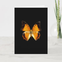 Black-Bordered Charaxes Butterfly Greeting Card