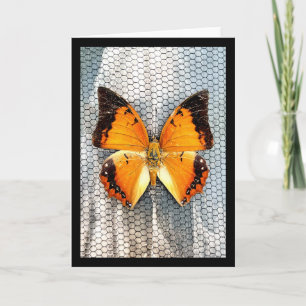 Black-Bordered Charaxes Butterfly Greeting Card V5