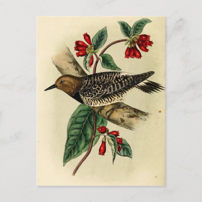 Black Breasted Woodpecker Postcard (Front)