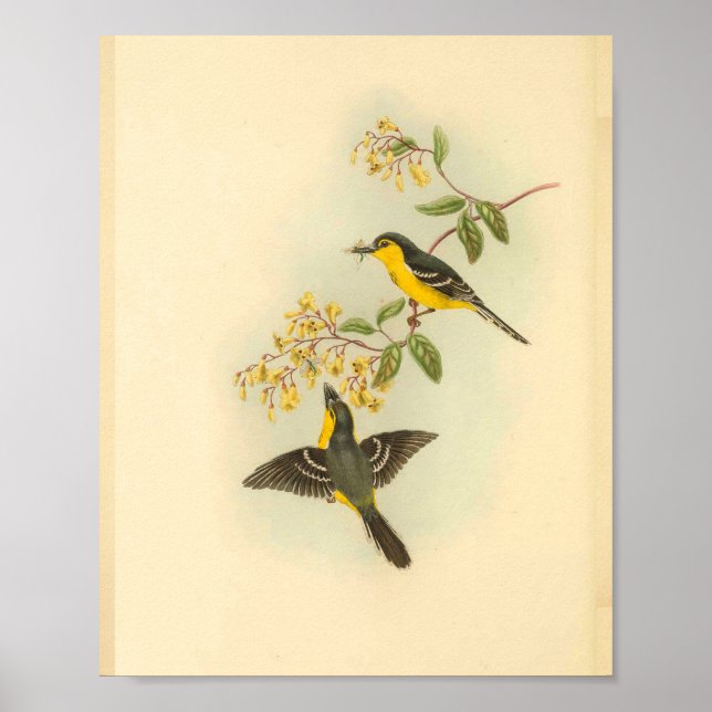 Black Breasted Yellow Flycatcher Bird Print (Front)