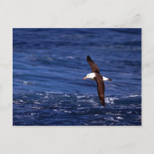 Black-Browed Albatross In Flight Postcard