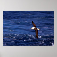 Black-Browed Albatross In Flight