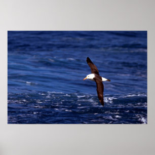Black-Browed Albatross In Flight Poster