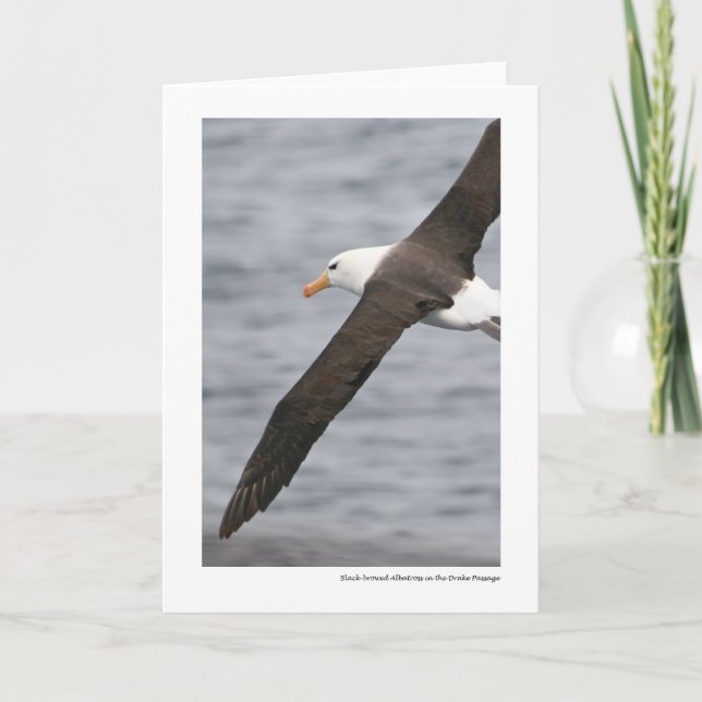 Black-browed Albatross in the Drake Passage Card (Front)