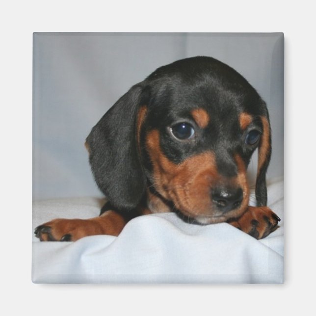 Black/Brown Dachshund Pup Magnet (Front)