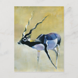 Black Buck Velavadar 1997 Postcard