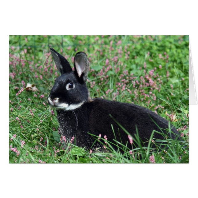 Black bunny in grass (Front Horizontal)