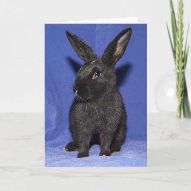 Black bunny rabbit card (Front)