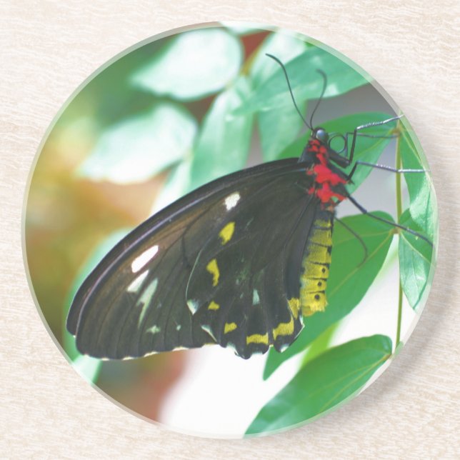 Black Butterfly Nature Drink Coaster (Front)