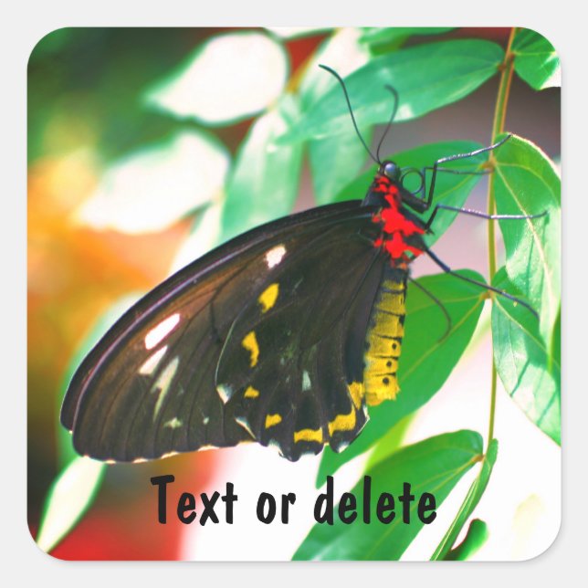 Black Butterfly Nature Personalised Square Sticker (Front)