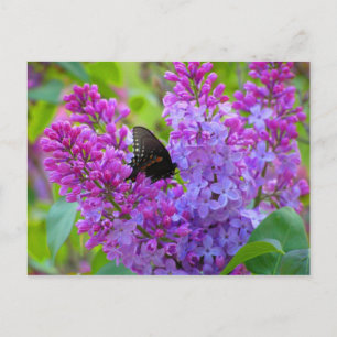 Black Butterfly on Lilac Postcard