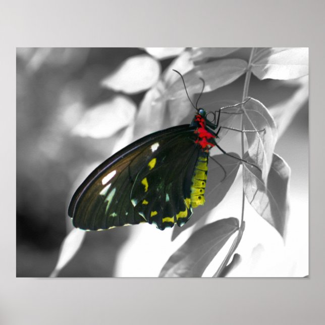 Black Butterfly Partial Color Nature Poster (Front)