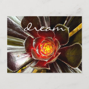Black Cactus Succulent Photo Dream Script Bold Postcard