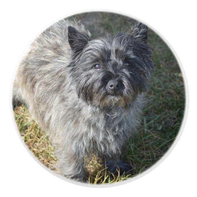 Black Cairn Terrier Ceramic Knob (Front)