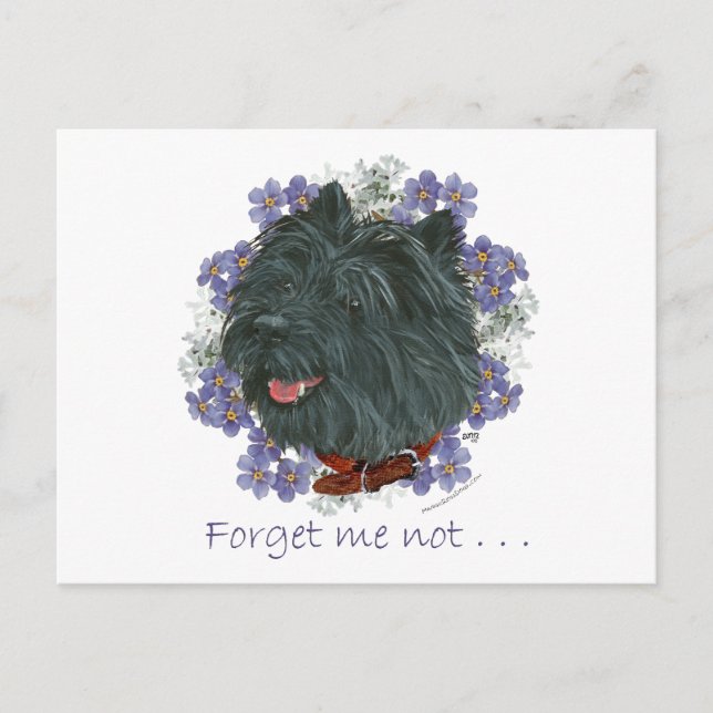 Black Cairn Terrier Forget-me-not Postcard (Front)