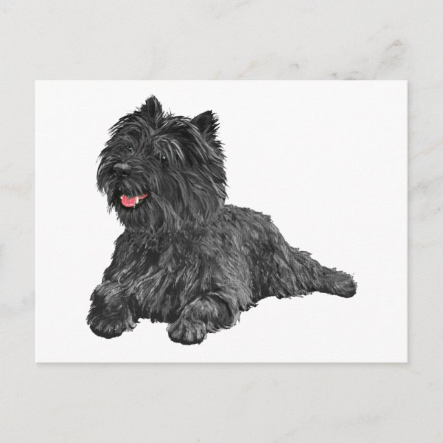 Black Cairn Terrier Postcard (Front)