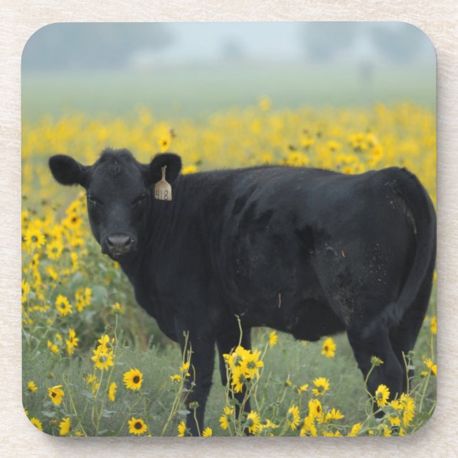 Black Calf in a Field of Sunflowers Coaster (Front)