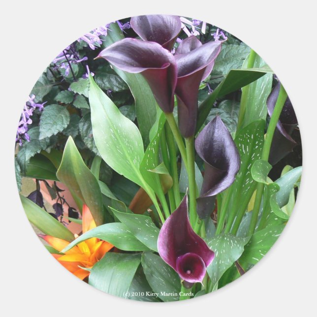 Black Calla Lilies Classic Round Sticker (Front)