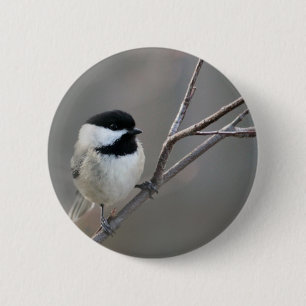 Black Capped Chickadee 6 Cm Round Badge