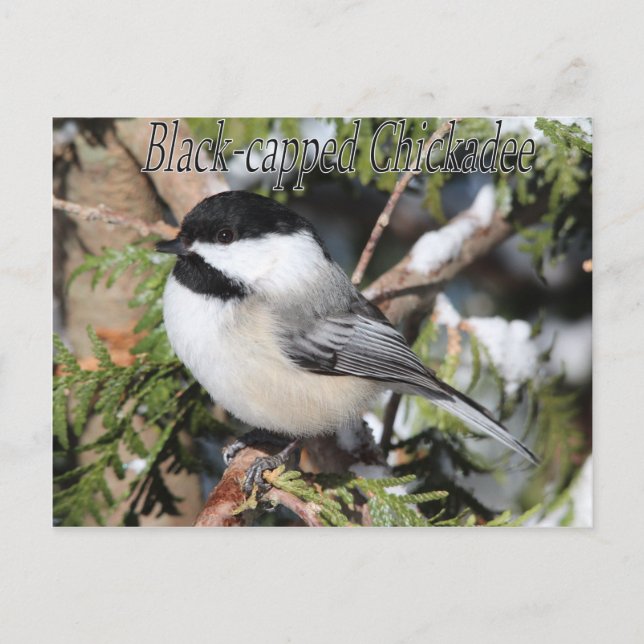 Black-capped Chickadee 9527 Postcard (Front)