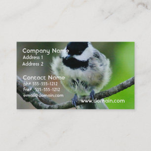 Black Capped Chickadee Bird Business Card