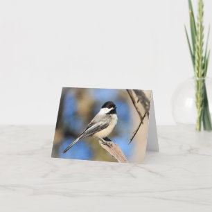 Black-capped Chickadee blank inside Card