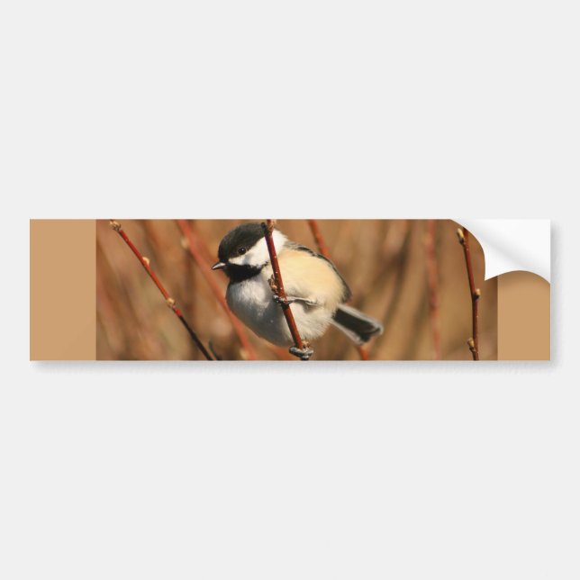 Black Capped Chickadee Bumper Sticker (Front)