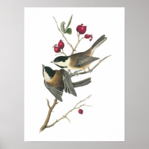 Black-capped Chickadee by Audubon Poster