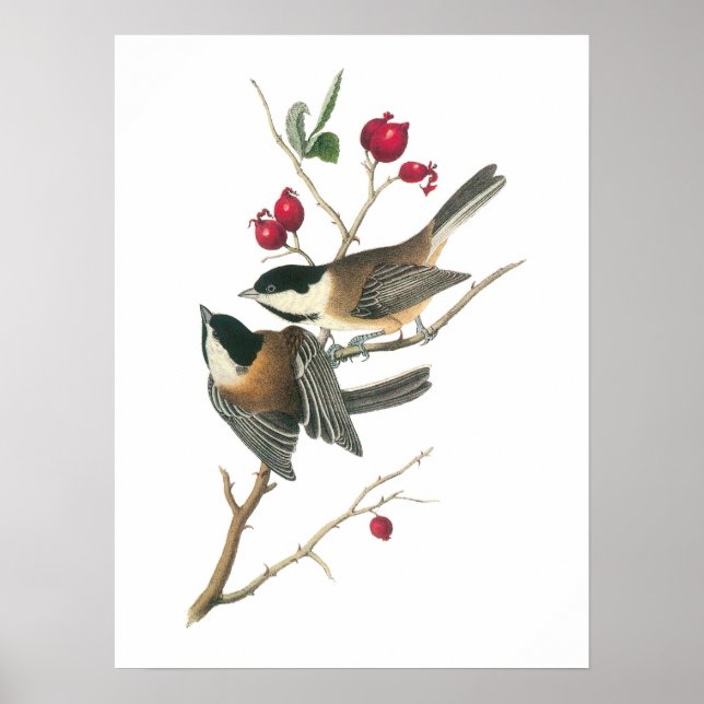 Black-capped Chickadee by Audubon Poster (Front)