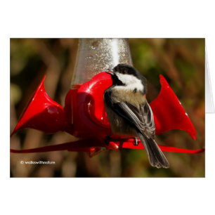 Black-Capped Chickadee Caught Red-Handed